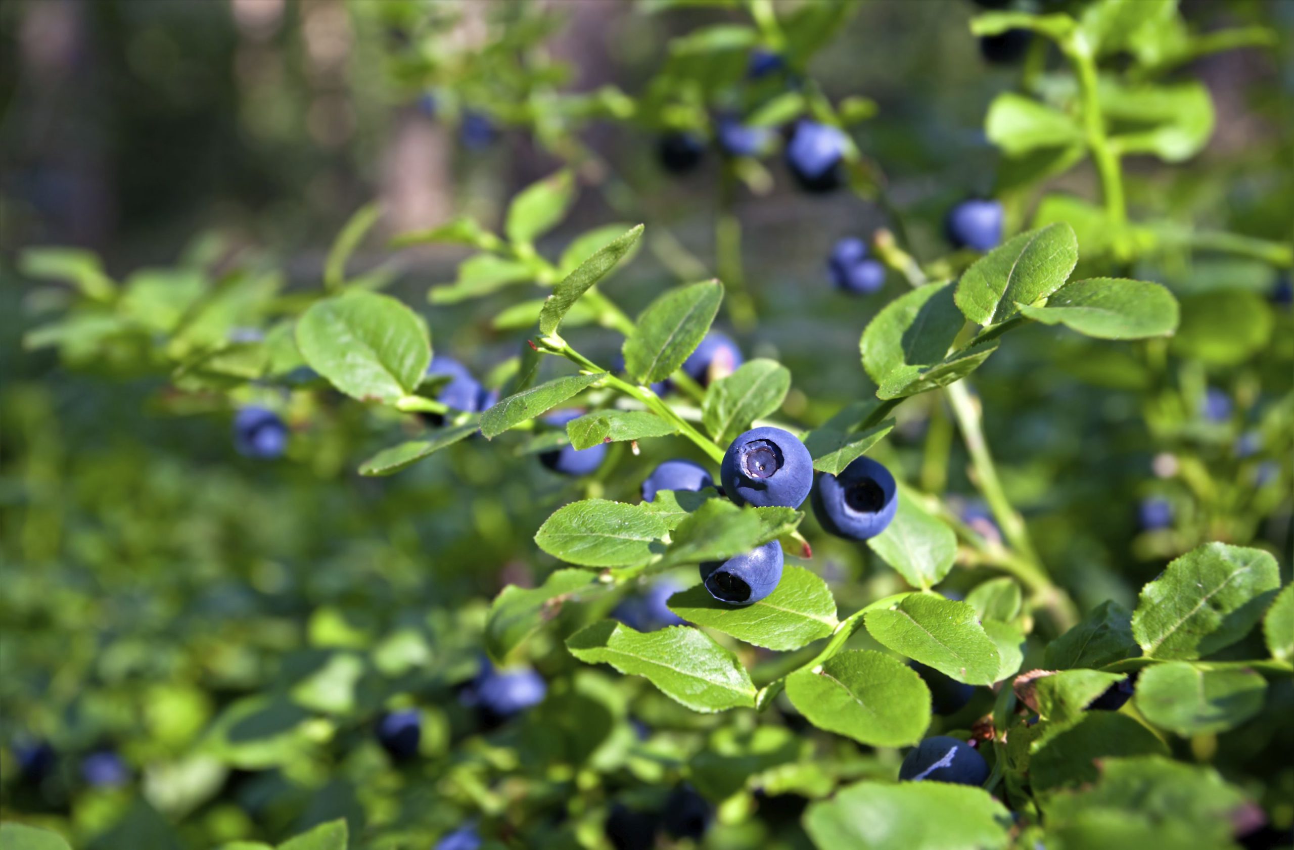 Weißer Belag – Schimmel oder natürlicher Schutz? Experten zerstreuen Zweifel bezüglich Heidelbeeren