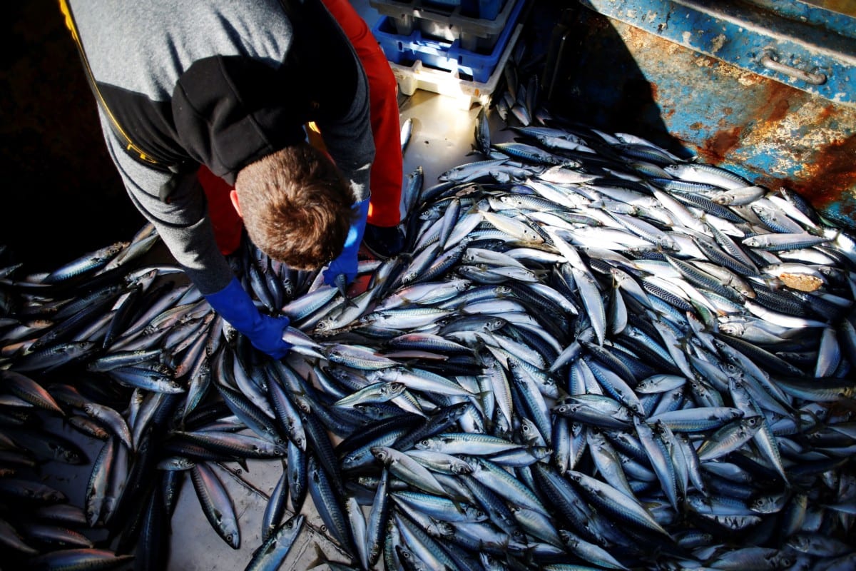 Dieser so beliebte Fisch birgt eine Gefahr: Warum Experten empfehlen, ihn nicht zu verzehren