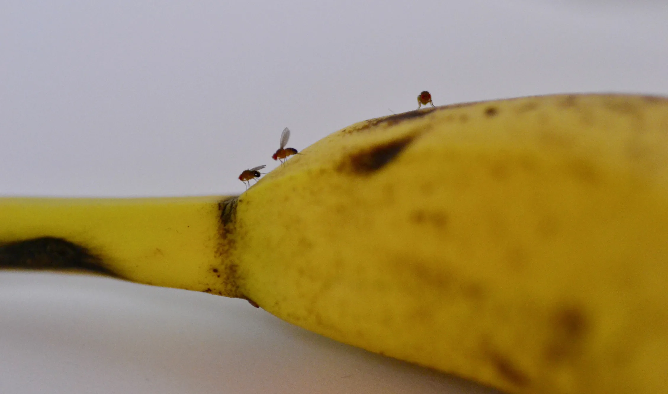 Werfen Sie Flaschenverschlüsse nicht weg: Großmutters Geheimnis gegen Fruchtfliegen