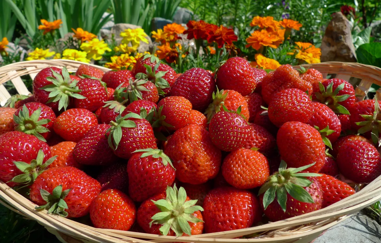 Wie man Erdbeeren richtig wäscht: Eine Methode, die Pestizide ohne Essig und Leitungswasser entfernt