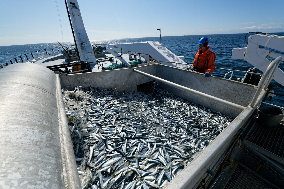 Dieser so beliebte Fisch birgt eine Gefahr: Warum Experten empfehlen, ihn nicht zu verzehren