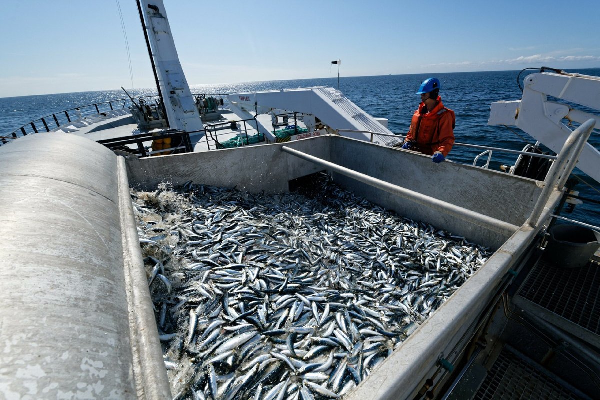 Dieser so beliebte Fisch birgt eine Gefahr: Warum Experten empfehlen, ihn nicht zu verzehren